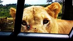 Lion opens car door, terrifies family