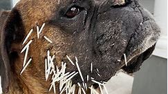 Porcupine Quills Stuck In Dog