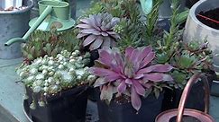 Martha Stewart shows how to make a succulent spring planter