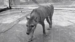 Newly discovered footage of last-known Tasmanian tiger released