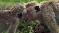 Baby Macaque Bullied | BBC Earth