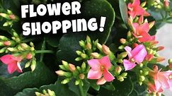 Plant Shopping with me! (Spring 2024) 🐝💚🌻 Texas Zone 8b/9a