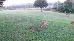 Vikeri 4K Digital Trail Camera White Tail Deer PLAYING!!!! PT 1