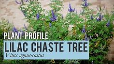 Lilac Chaste Tree: Plant Profile