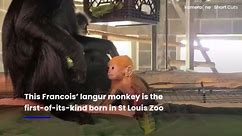 Adorable endangered monkey born at St Louis Zoo