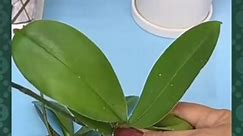 #orchid#plants #growing #plantingtips #practicaltips #orchidgrowingtips | Orchid Growing tips