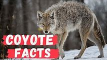 Learn About Coyotes: Facts and Behavior