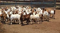 Lot 670 - 200 Goats - Does | AuctionsPlus