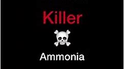Ammonia is The Silent Killer ☠️ of your fish tank. Keep your eyes on it. Act fast if you find out that the ammonia levels are high. Go to www.cheapplantedaquarium.com and find out how to: - Measure - Reduce - Symptoms of high levels Much More #snail #invertebrates #plantedtanks #petfish #peixesornamentais #communitytank #snailshell #snaillife #aquarismobrasil #acuarium #tropicalfishtank #snailphotography #plantedaquariums #tetrafish #aquariumphotography #tropicalfishkeeping #freshwaterfish #aqua