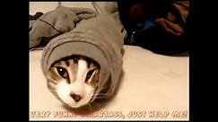 Funny Cats Compilation [Most See] - Funny Cat Videos Ever