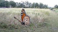 Monarch Butterfly Attacked by Spider