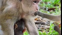 Most lovely baby monkey! Mom Monkey take care baby monkey more drink milk, really lovely baby monkey .