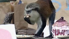 Mona monkey celebrates 31st birthday