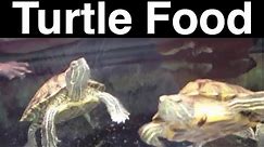 What Do Turtles Eat? Feeding A Pet Turtle