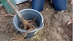 Bare-Root Planting - Gardening Australia