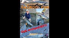 Oak Orchard NY Huge Salmon