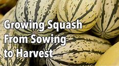 Growing Squash from Sowing to Harvest