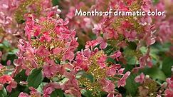 30 Seconds With Little Quick Fire Panicle Hydrangea