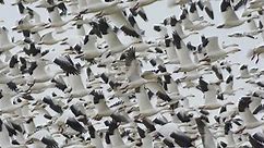Snow geese flock to the Wildlife Management Area by the tens of thousands