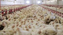 Poultry Farm Chickens Fattening On Modern: วิดีโอสต็อก (ปลอดค่าลิขสิทธิ์ 100%) 1054704089 | Shutterstock