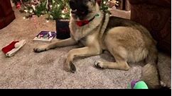 Christmas German Shepherds are here! Part 1 of 4 #germanshepherd | America's Funniest German Shepherds