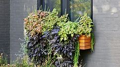 How to Plant Window Boxes Like a Pro