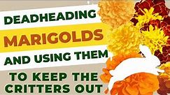 Deadheading Marigolds and Using Them To Keep The Critters Away From Your Flowers and Garden