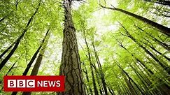What’s wrong with planting new forests? - BBC News