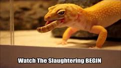 How To Feed Your Leopard Gecko Super Worms!