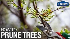 How to Prune Trees