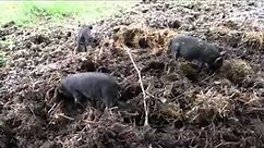 American Guinea Hogs (AGH): Pigs Doing what they do best - Rooting.