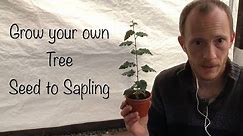 Growing Birch trees from seed to Sapling