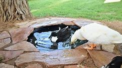 DIY Attractive Easy-Drain Duck Pond