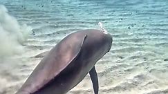 Diver captures amazing moment a playful dolphin performs underwater spins and backflips