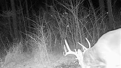Trail Cam Footage-Potter County, PA