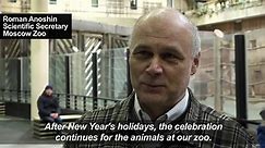 Xmas trees gifted to animals at Moscow zoo