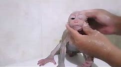Super Crying baby Monkey Ponpopn When Mom Take Bath For Him coz he Don't Want to Take Bath