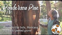 Ponderosa Pine (Ep. 9) - Botany with Brit