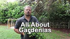 ALL ABOUT GARDENIAS - Details about different varieties and how to grow Gardenias