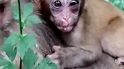 It_s_heartbreaking,_the_mother_monkey_beat_the_baby_monkey_so_much