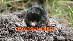 8 Best Mole Killer (Poison) Reviews (September - 2021)
