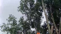 #arborist rigging on a windy day #treeremoval #treeworker #woodchipper #treefelling #treeclimber | White Cut