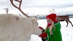 It’s beginning to look alot like... - Tromsø Arctic Reindeer