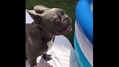 French Bulldog loses his mind over brand new pool