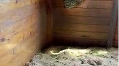 Check out this sample of a barn setup using Natural Bedding. 🐴🌾 Learn more about this vet-recommended bedding here: https://bit.ly/41B9zJi #horses #animalbedding #ranchlife #equine | Natural Bedding