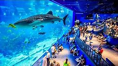 Top 5 Best Aquariums in The World | World's Largest Aquarium