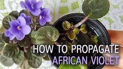 How To Propagate African Violet With The Water Method