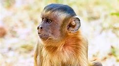Monkeys are so smart, they know how to use tools to smash open nuts. #viral #amazinganimals #foryoupage #vrial #tiktok #animalworld #fyp #trend #foryou #cute #monkey | Animal World