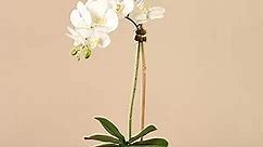 BLOOMR Cream Tan Potted Artificial Orchid Moss Arrangement, Trendy Luxury Silk Fabric White Decorative Indoor Faux Orchid Arrangement, 21" Tall, 2.4 lbs, Vase 4.75", 1041216
