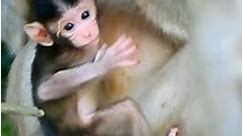 Hey, monkeys are really fascinating creatures!